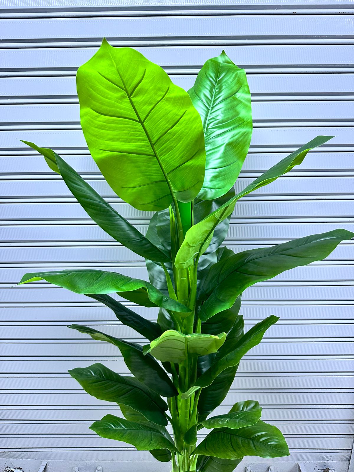 Planta Achira | Maceta CIRCULAR de fibra de vidrio | 180cm